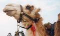 19. Januar  2013 "Khaleegy Tanz" mit Mona